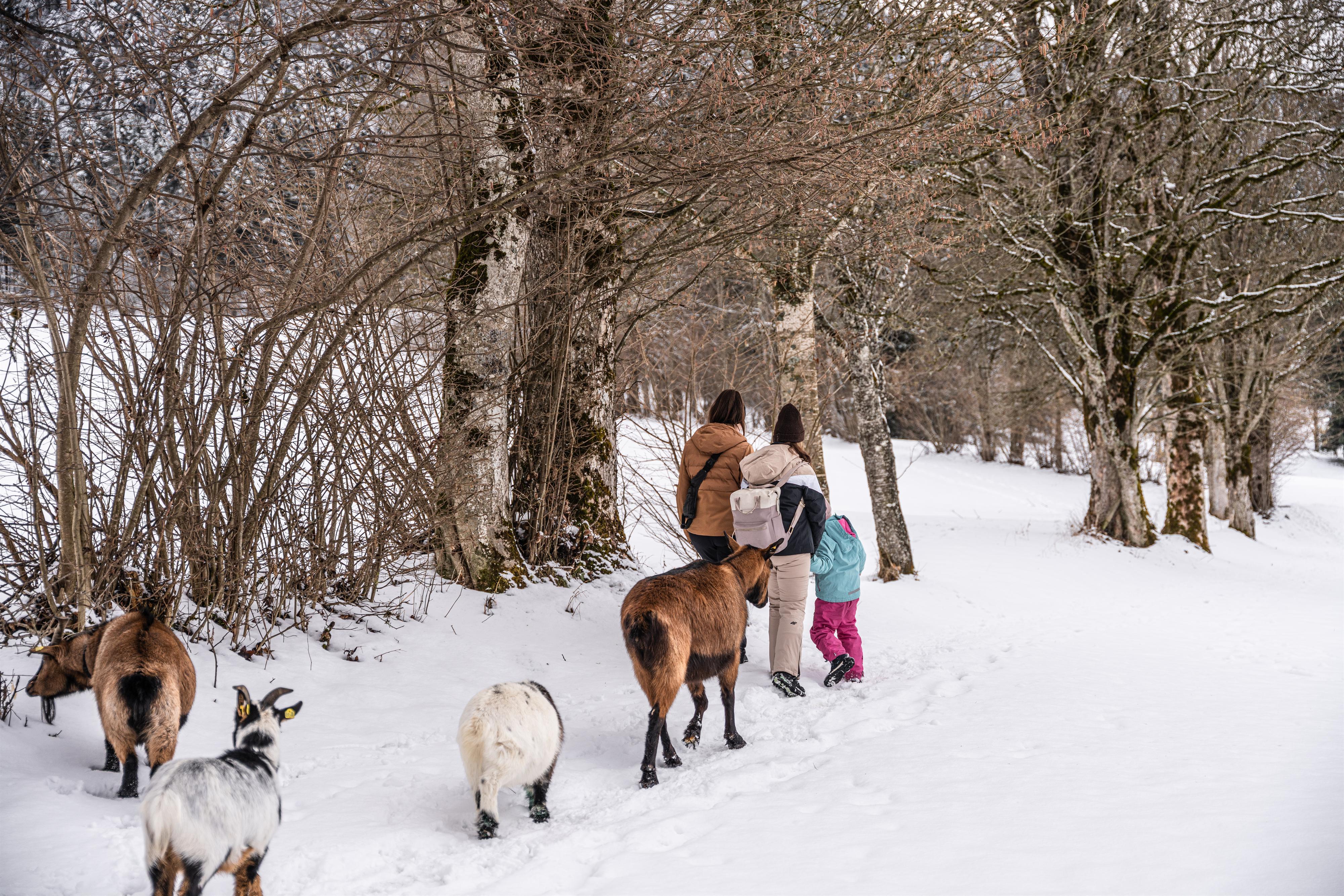 Winterwanderung mit Ziegen