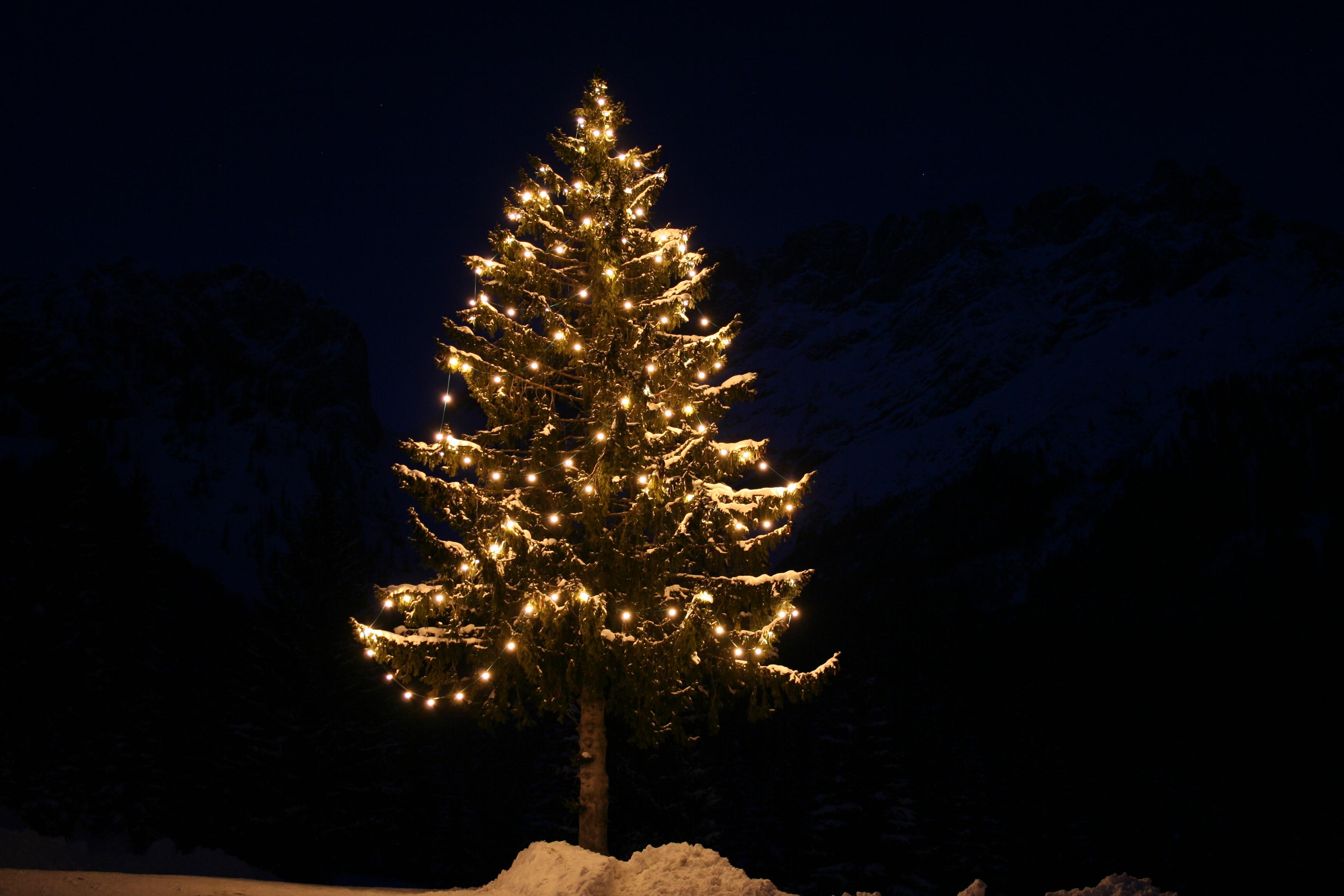 Christbaumversteigerung