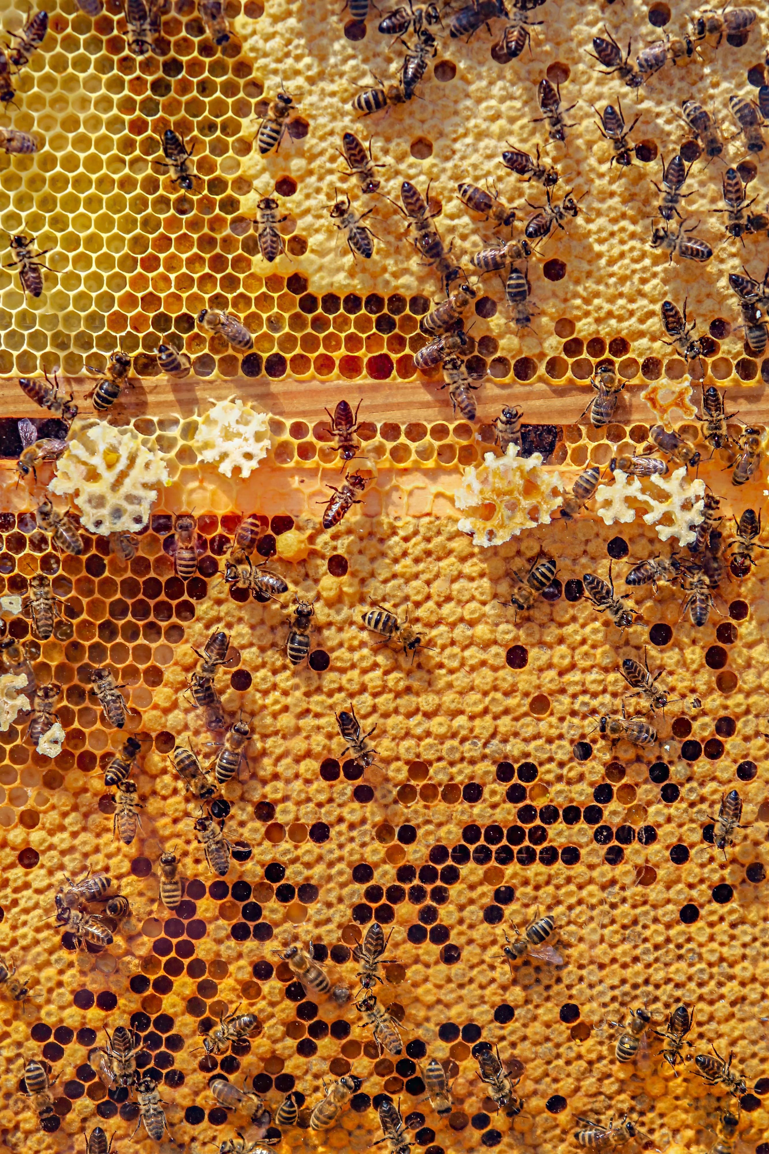 Tag des offenen Bienenstocks – Imkerei Feichtinger