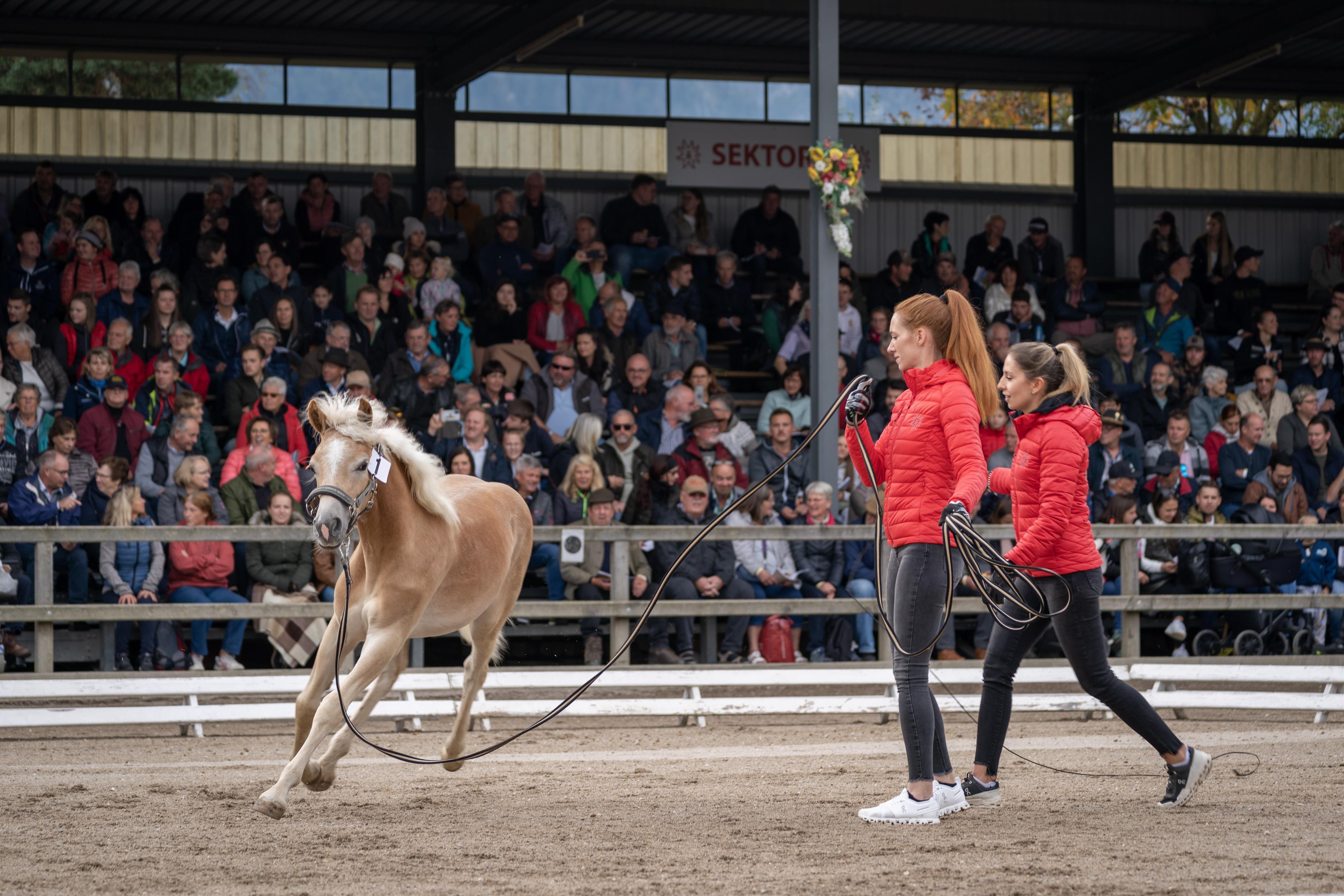 60. Tiroler Haflinger Stutfohlen Auktion