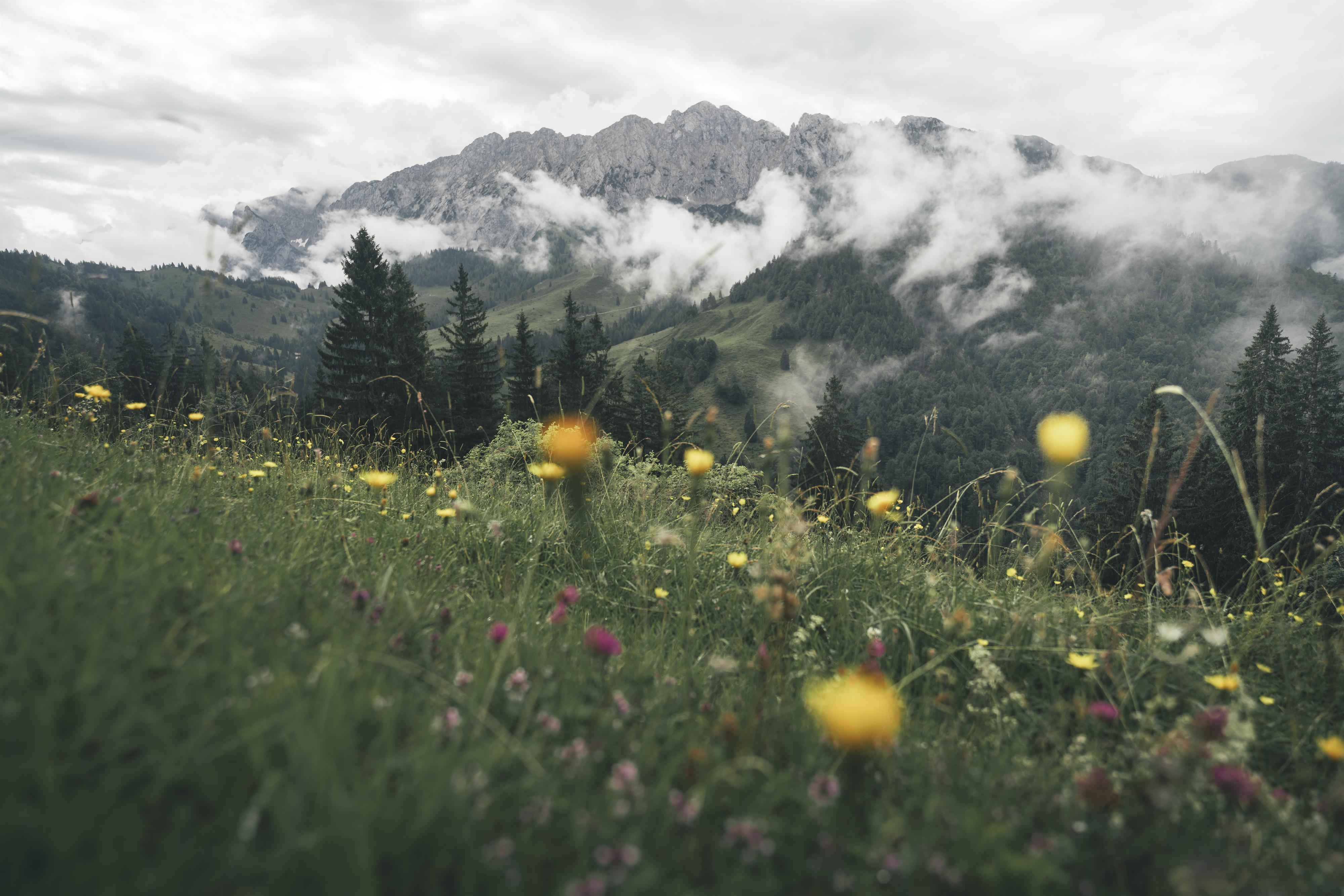 Die Vielfalt der alpinen Pflanzenschätze