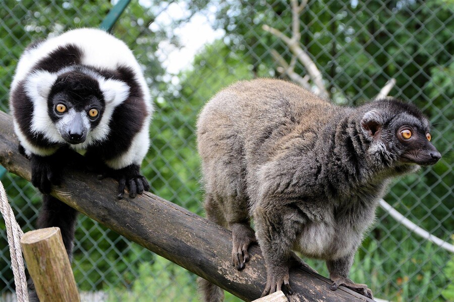 Raritätenzoo Ebbs Tiere Detailansicht