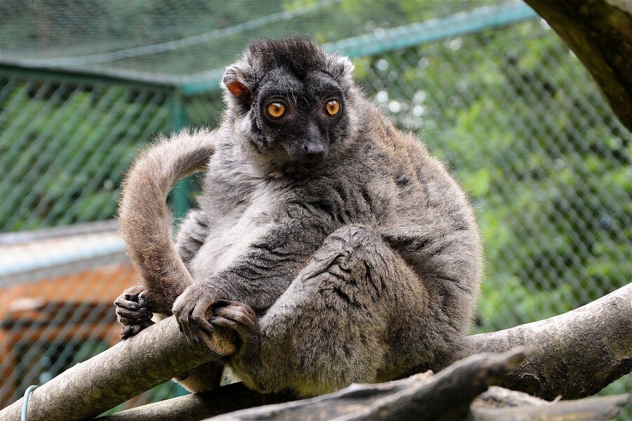 Zoo des raretés d'Ebbs