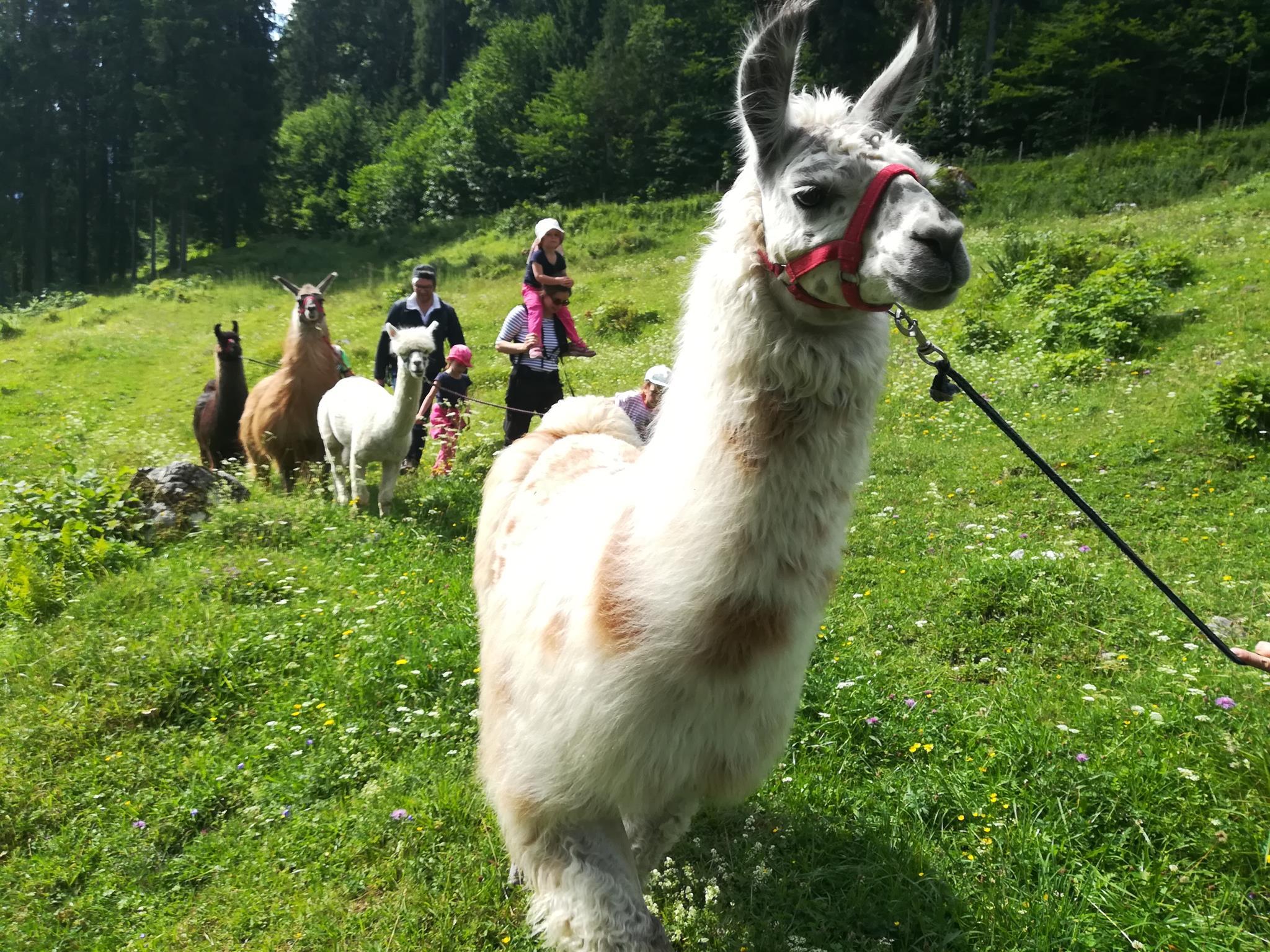 Spaziergang mit Lamas & Alpakas