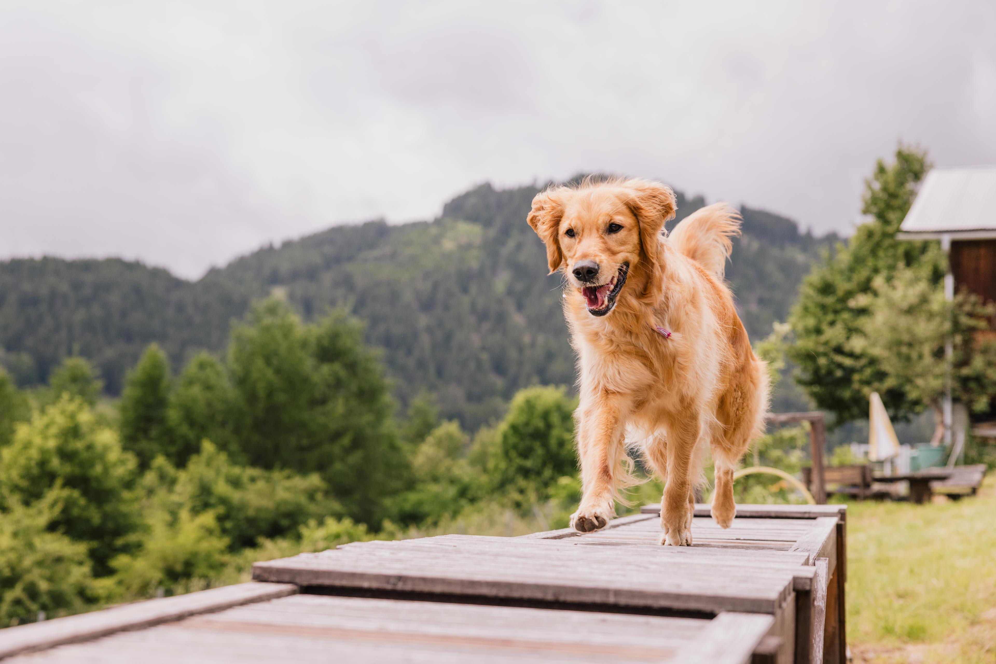 Hunde-Trainingswoche – Körpersprache intensiv – Crashkurs