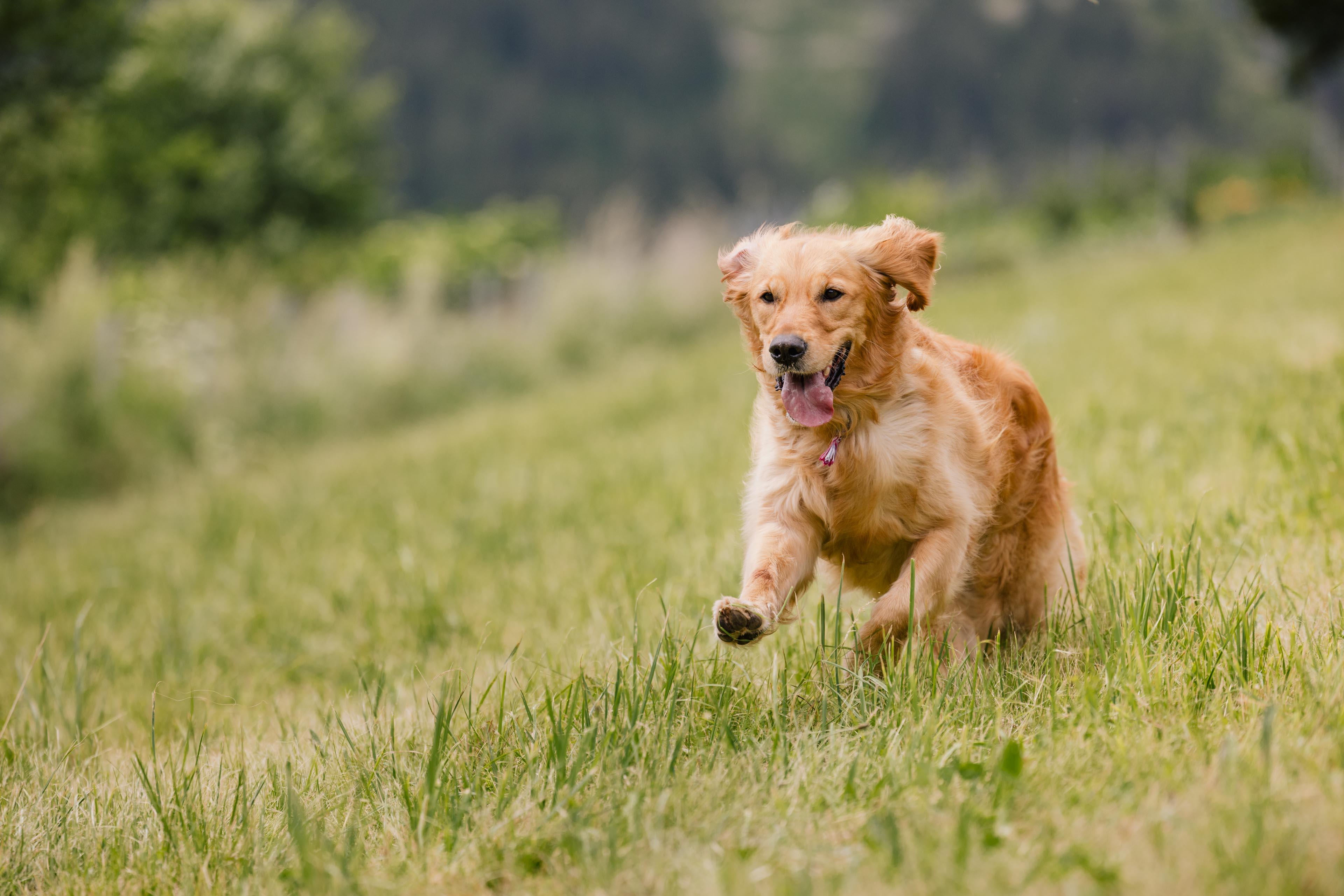 Hunde-Trainingswoche – Social Fitness Walk