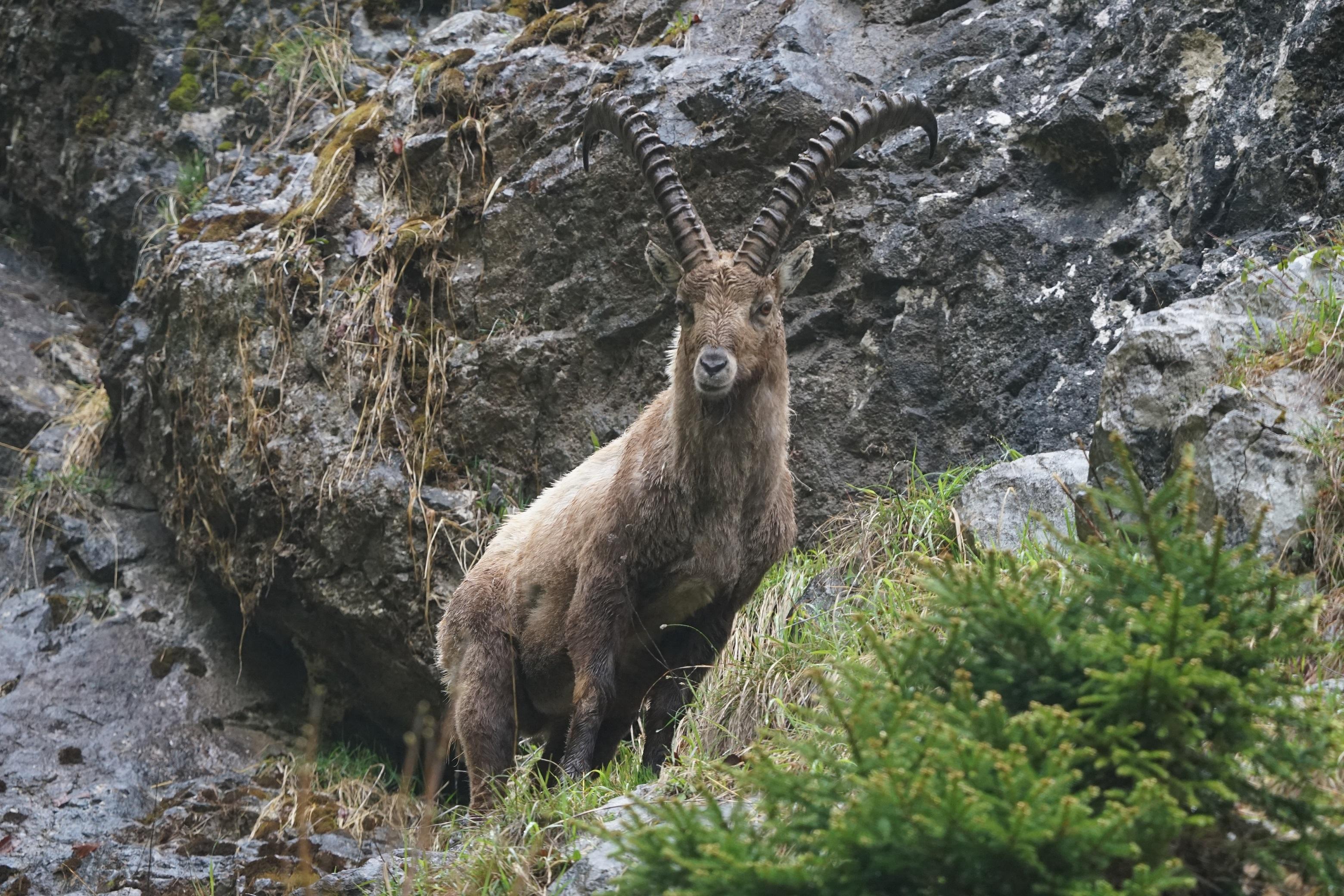 Vortrag – Faszination Steinwild – Rückkehr der Könige der Alpen