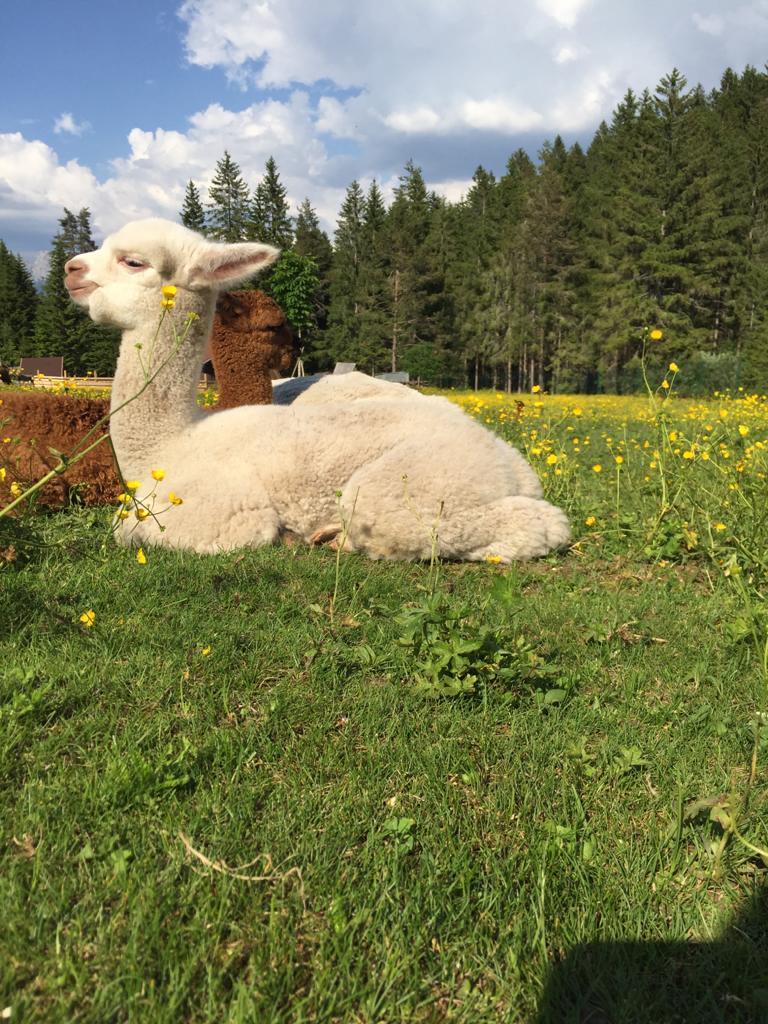 Alpakas, Bergwald – ein Erlebnis für alle Sinne!