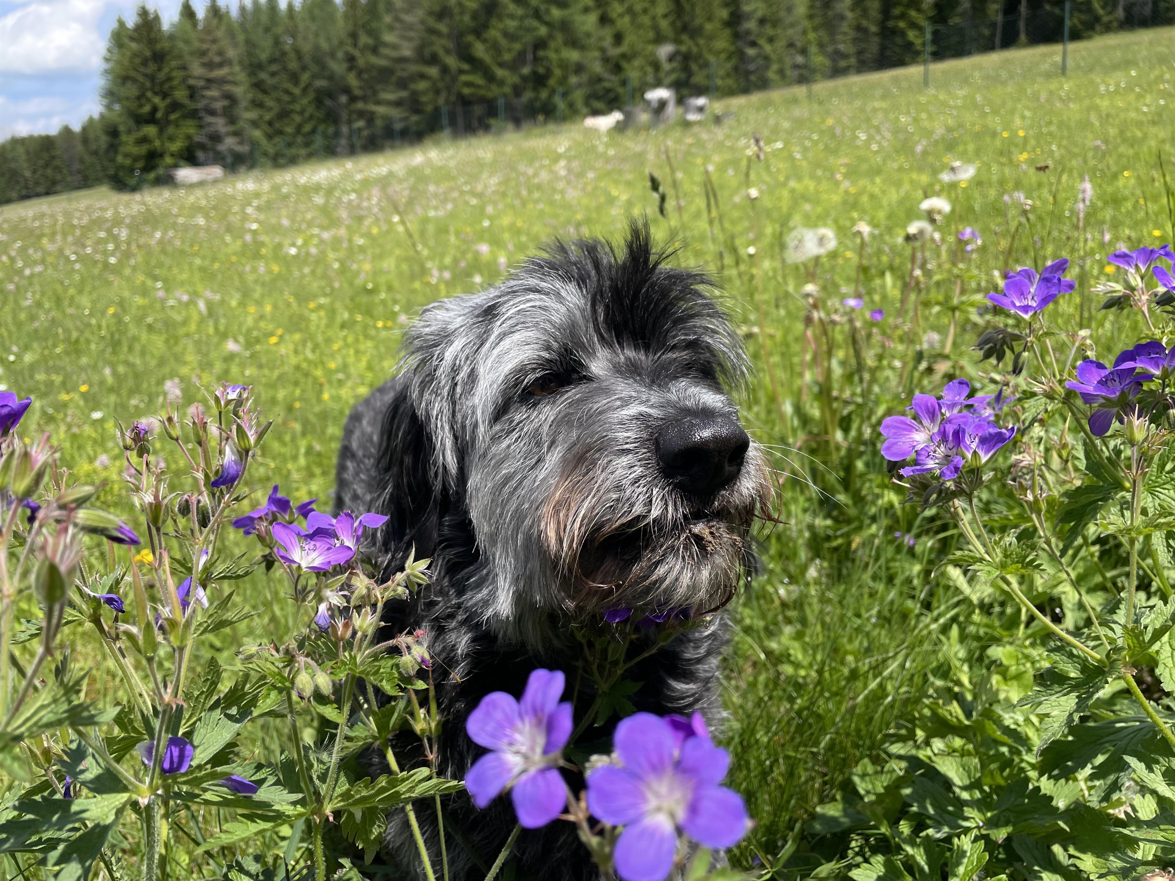 WUFF & Wildkräuter- Kräuterwanderung für Hunde mit ihren Menschen