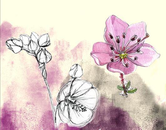 Workshop – Alpenblumen zeichnen und malen