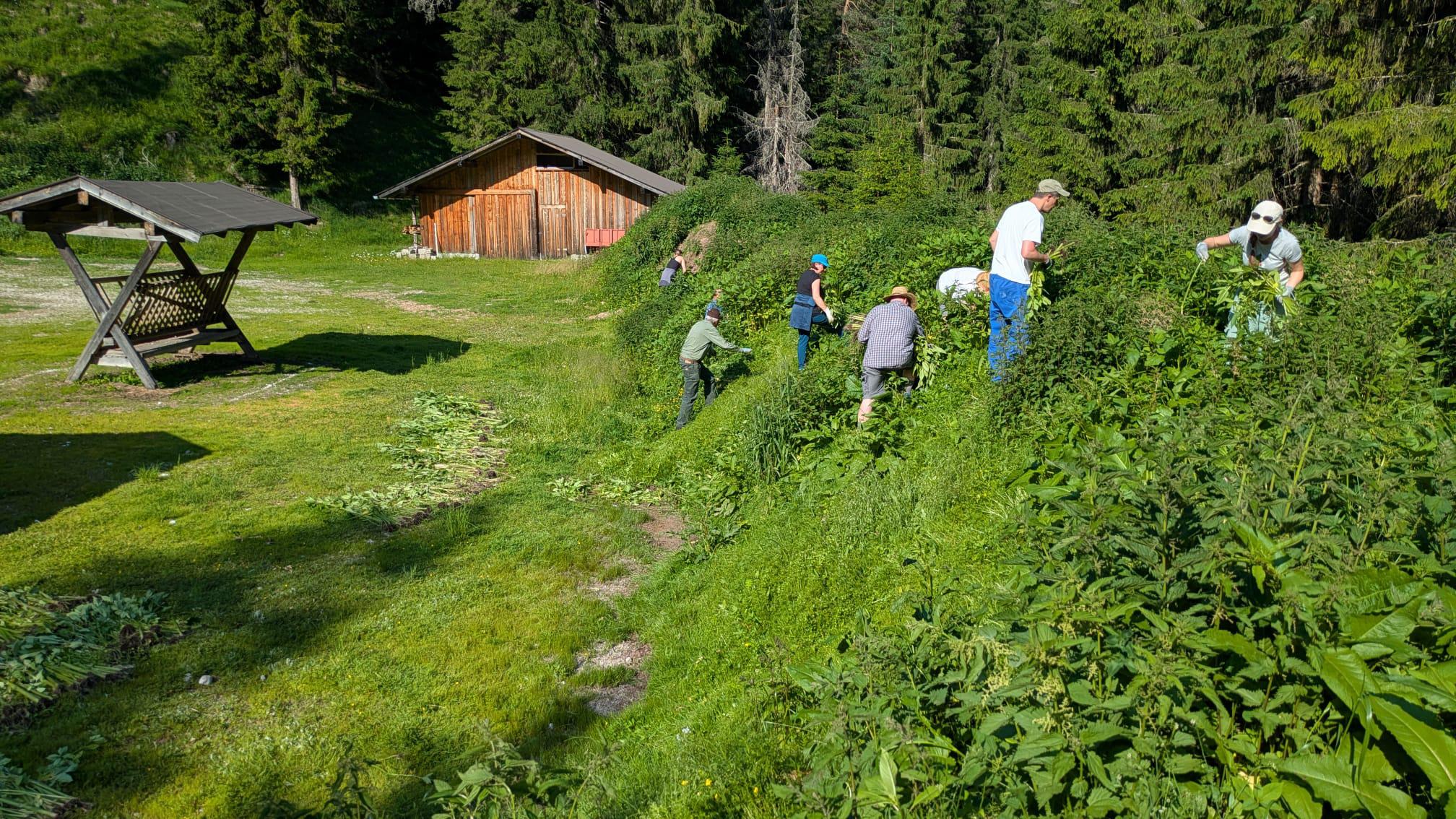 Infoveranstaltung: Neophyten am Seefelder Plateau