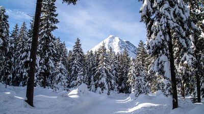B11 Waldloipe - Blick auf Hohe Munde