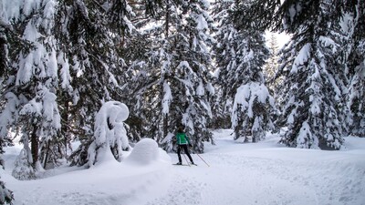B11 Waldloipe mit Langlaeuferin