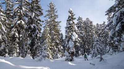 B11 Waldloipe mit Langlaeuferin