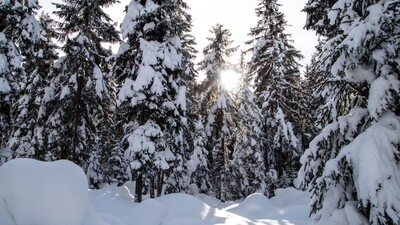 B 11 Waldloipe - Blick in den tief verschneiten Wald mit Sonne