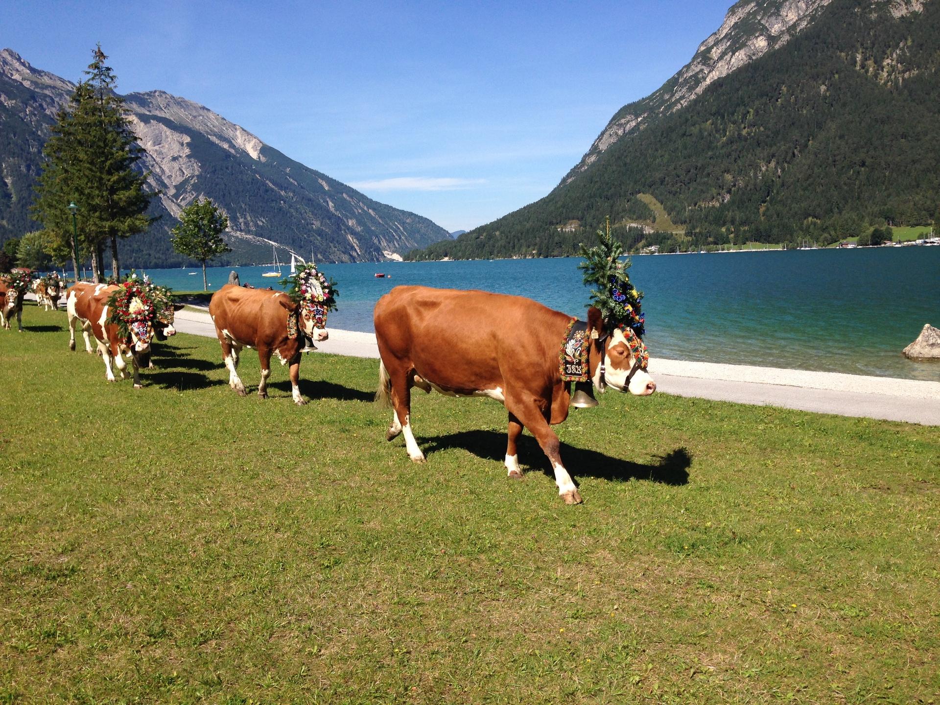 Almabtrieb Achenkirch – Pertisau