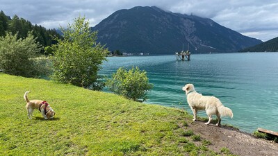 Dog-friendly beach