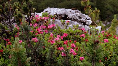 Almrosen und Latschen im Rofangebirge