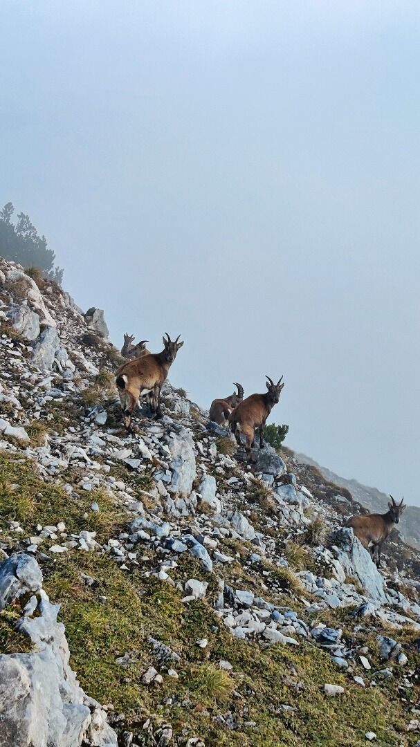 Foto zur Tour: Achenkirch - Koglalm - Seekaralm - Seekarspitze - Achenkirch