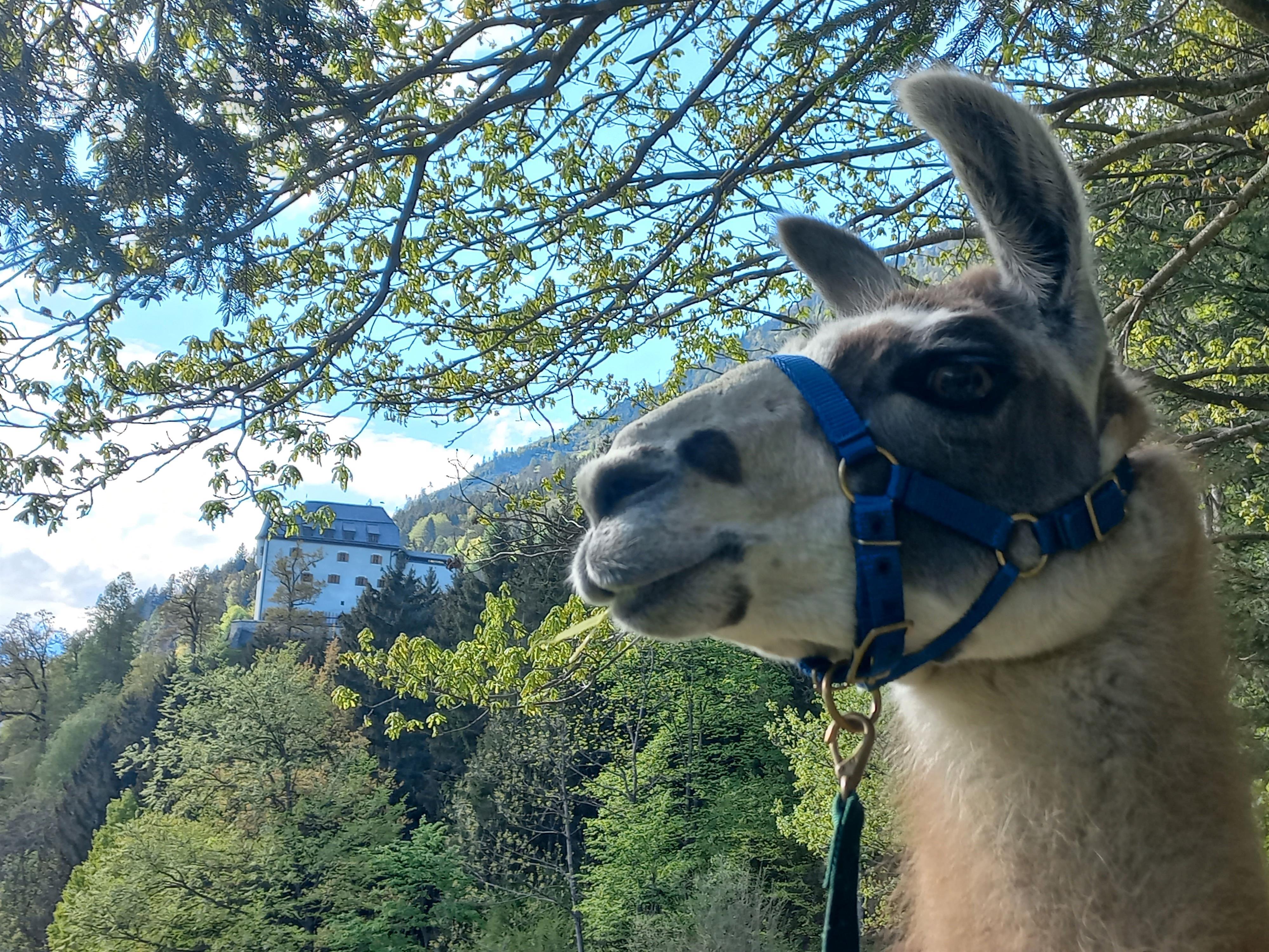 Spaziergang mit den Schlosslamas