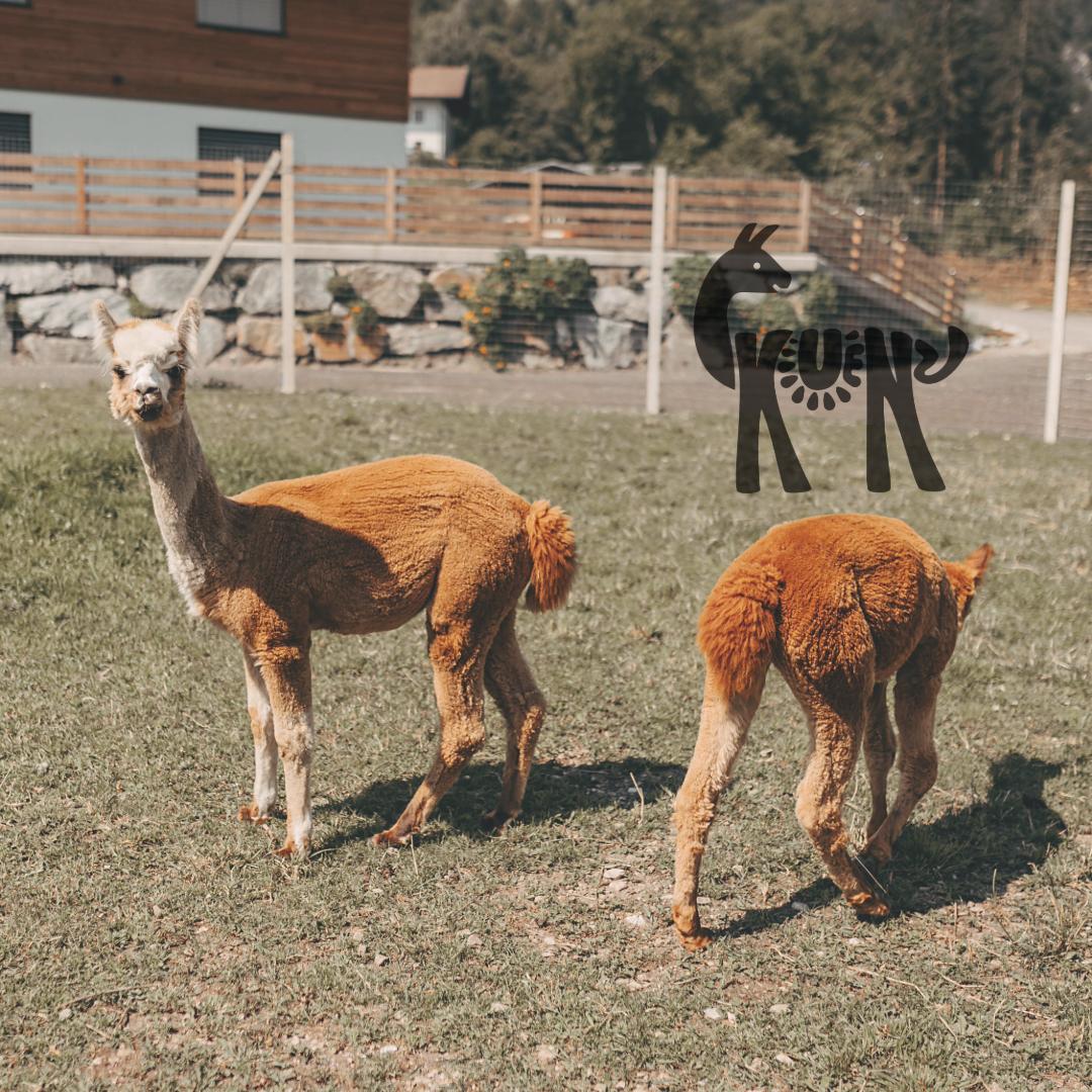 Meet & Feed mit den Kuenzhof Alpakas & Lamas