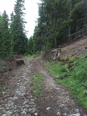 Steig zur Golgesalm.JPG