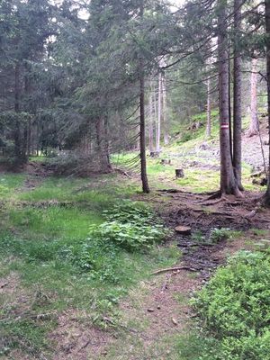 Waldweiher8.JPG