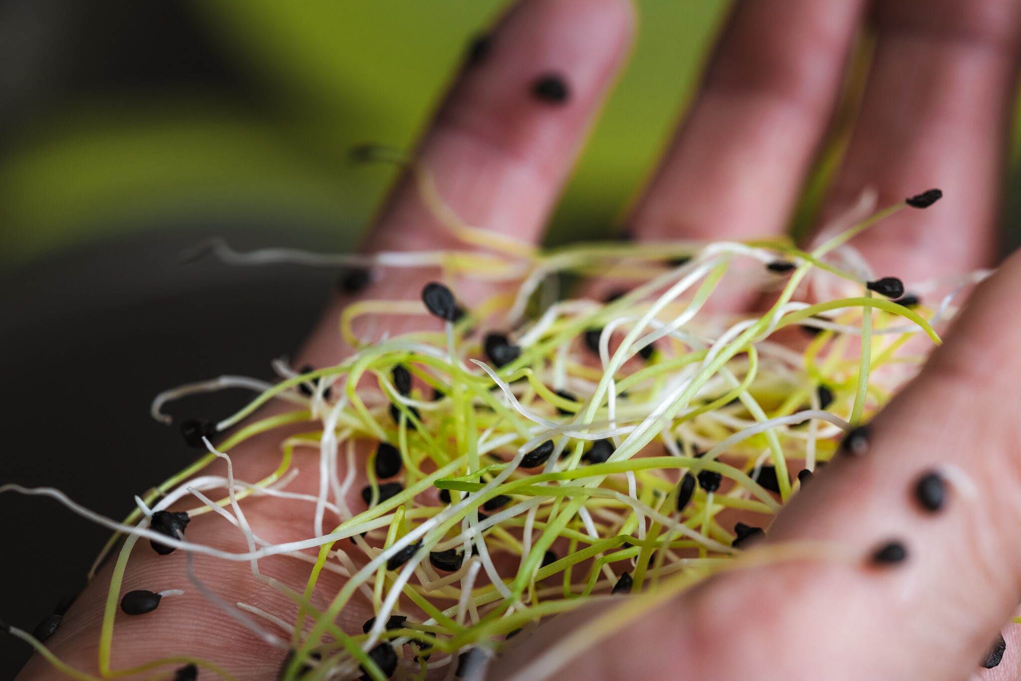 Toni's sprout garden - Landeck