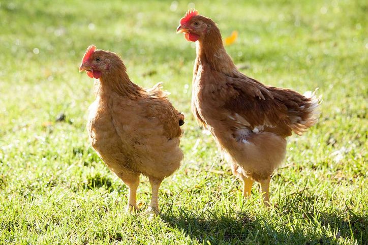 Walserhof / Zammer Sunday Hendl 2