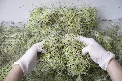 Toni's sprout garden - Landeck 2