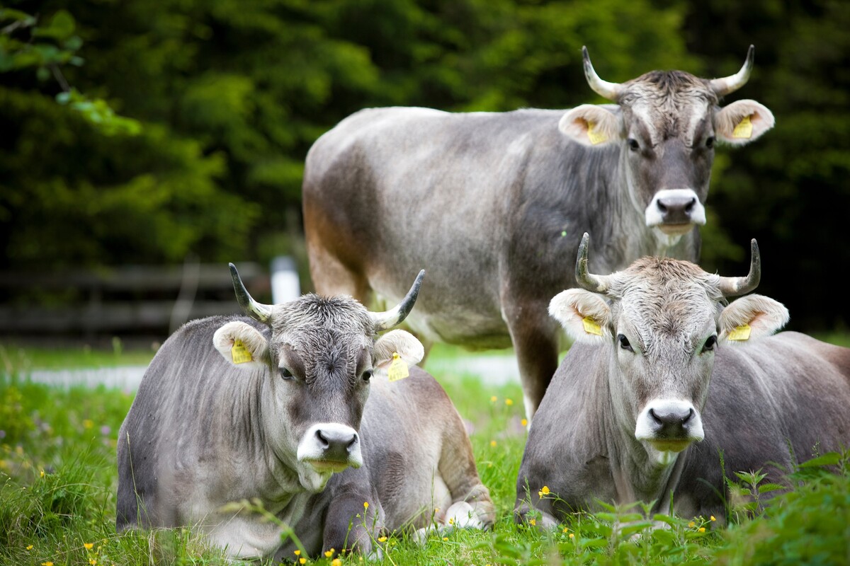Landeck Premium-Beef