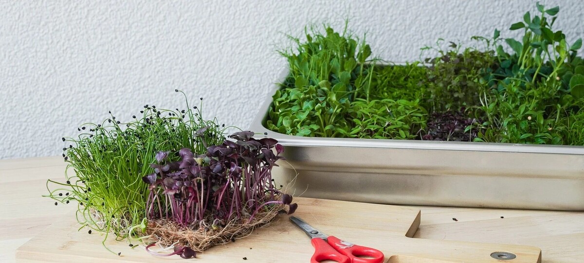 PowerPlants - Regional Cress from Tyrol