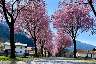 Bahnstrasse - Blutpflaumen Blüte 