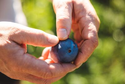 Brennereidorf Stanz 3