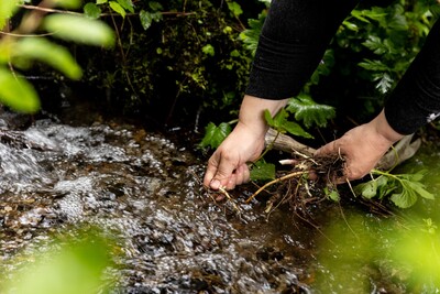 Tiroler Alpenkräuter
