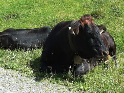 Meranz Alm - Bettlersteig - Zammer Alm 3