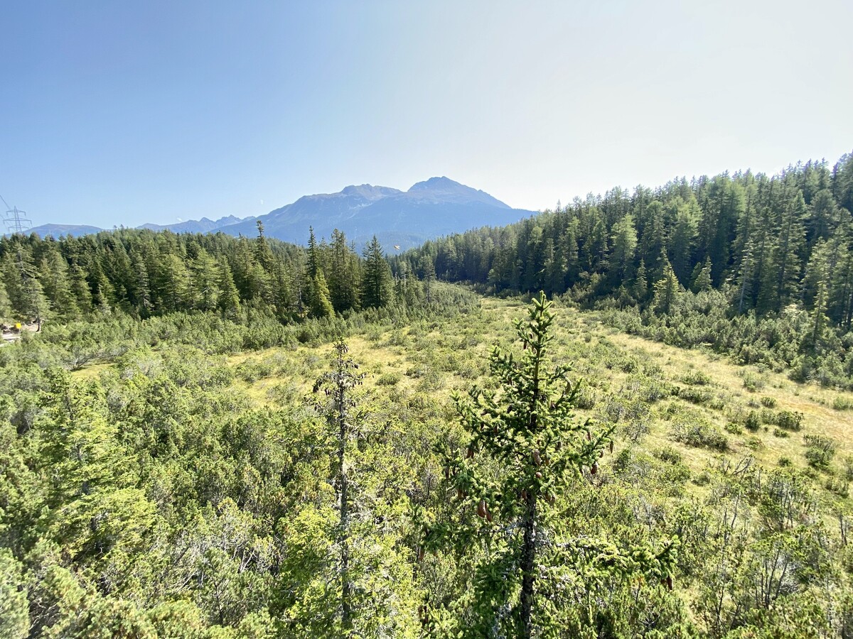 Piller Moor
