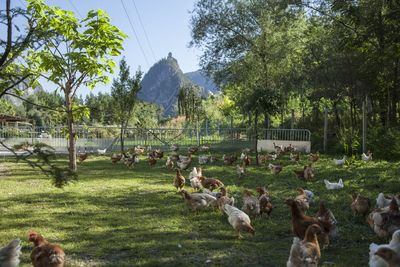 Walserhof / Zammer Sunday Hendl 3