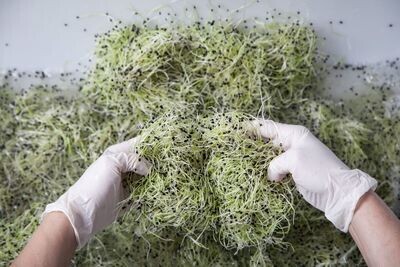 Genussroute Quellkeimlinge