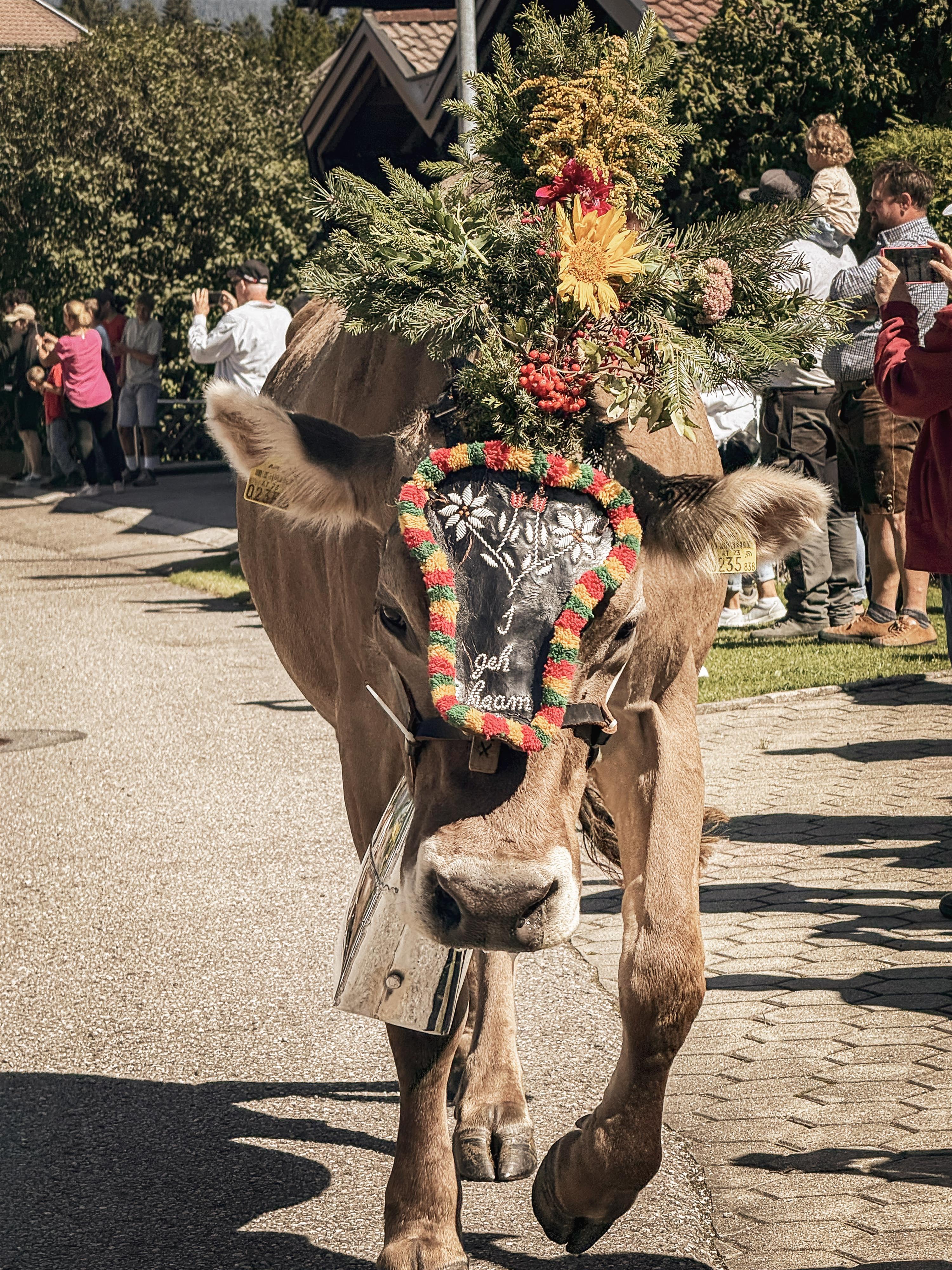 Almabtrieb in Höfen