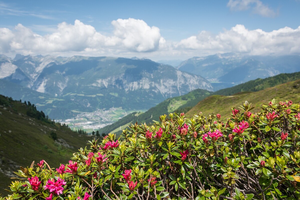 Almrosenblüte am Kellerjoch
