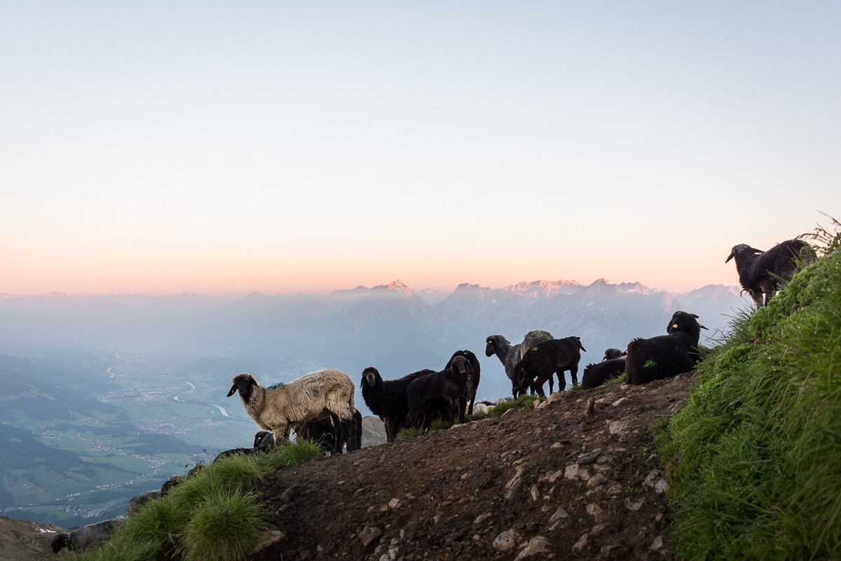 Schafe am Kellerjoch