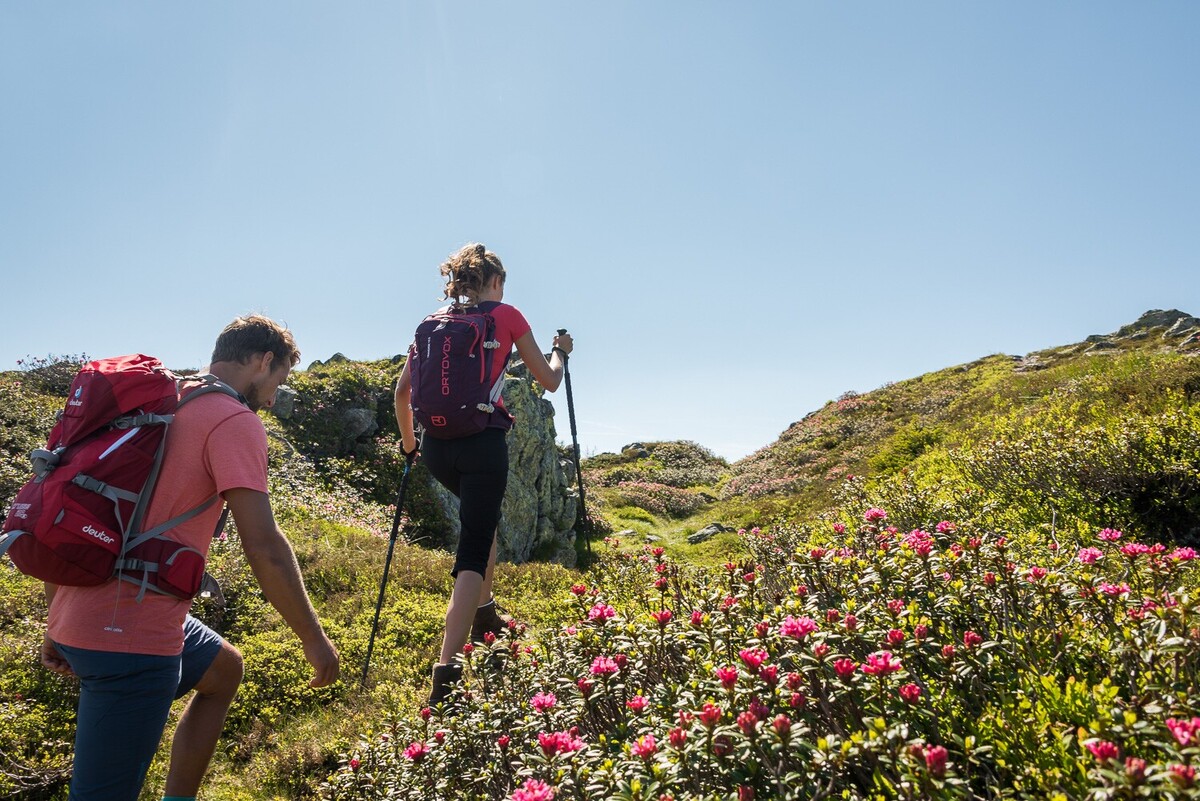 Hiking during the alpine rose blossom season