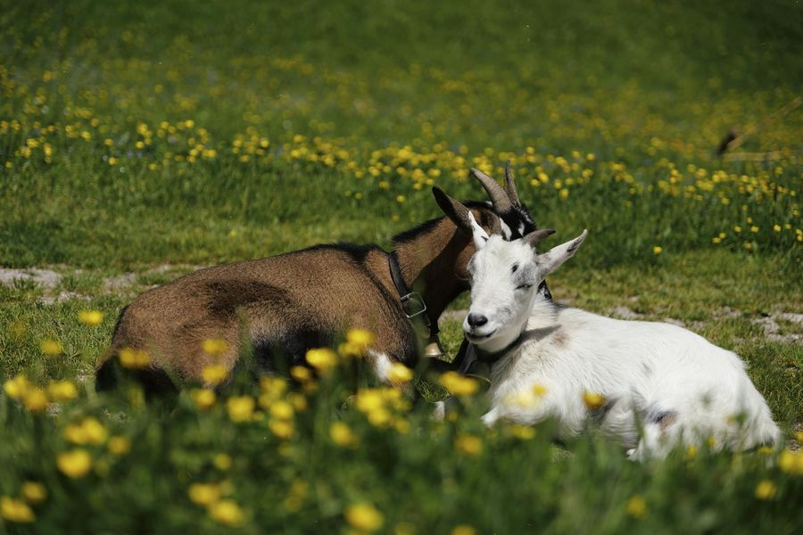 Tiere