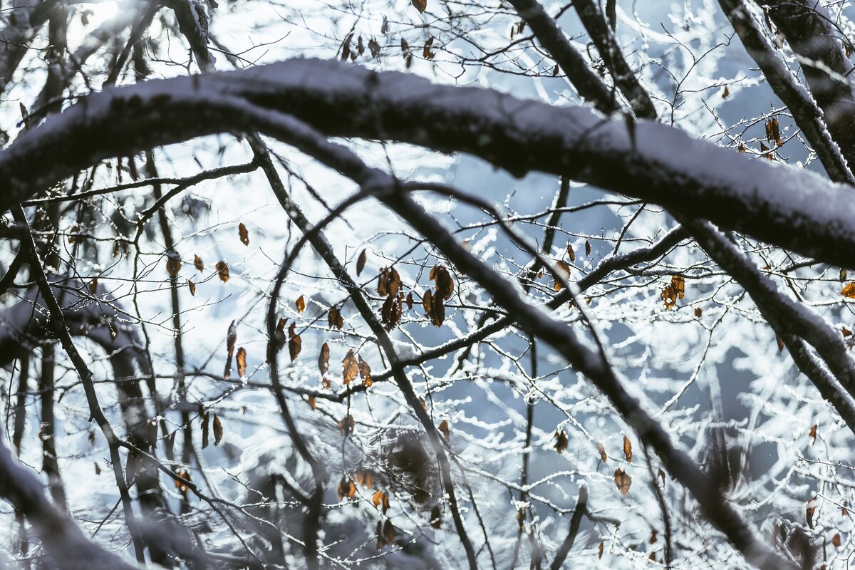 Natur im Winterkleid