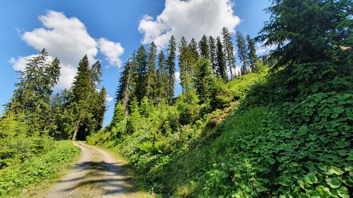 Panoramic Trail on Weerberg