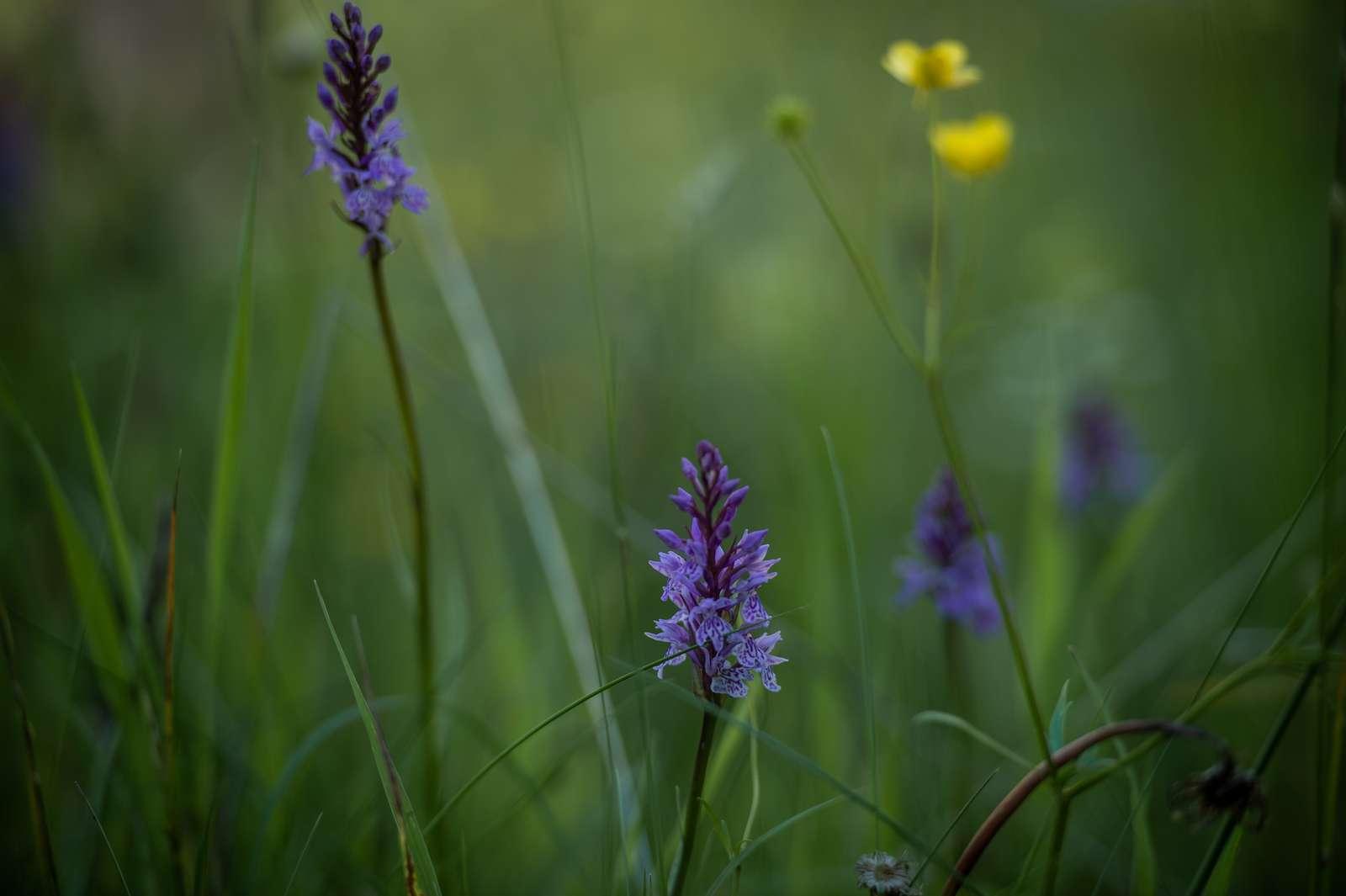 Kräuter, Blumen & Orchideenwanderung
