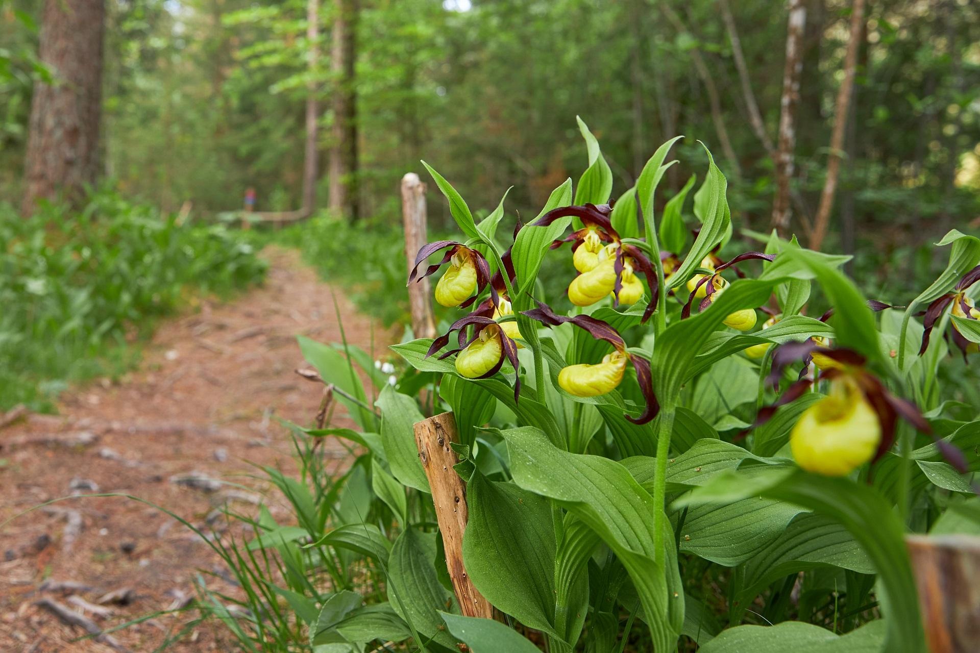 Frauenschuhblüte – Martinauer Au