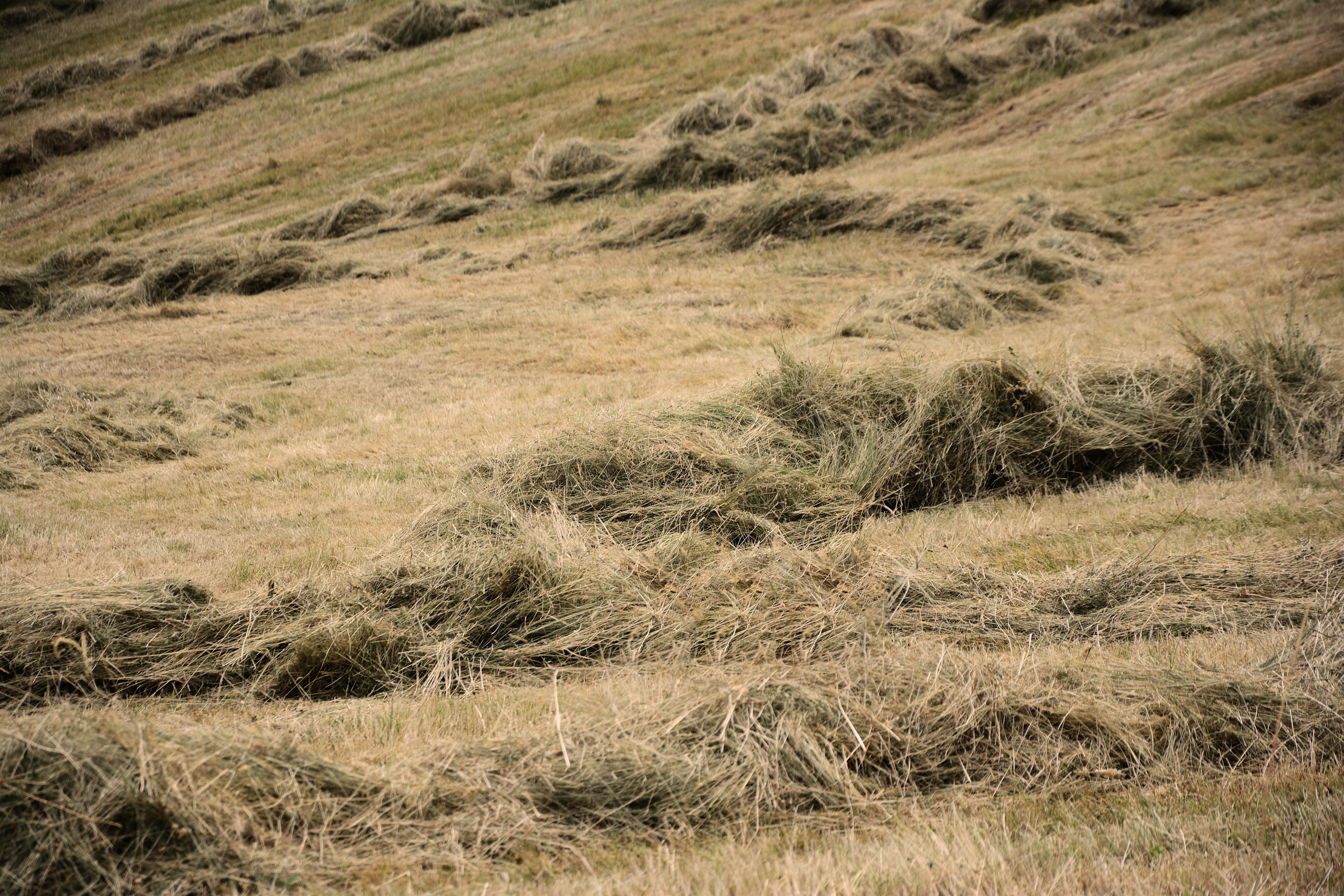 Basteln mit Naturmaterialien – Heukörbe binden