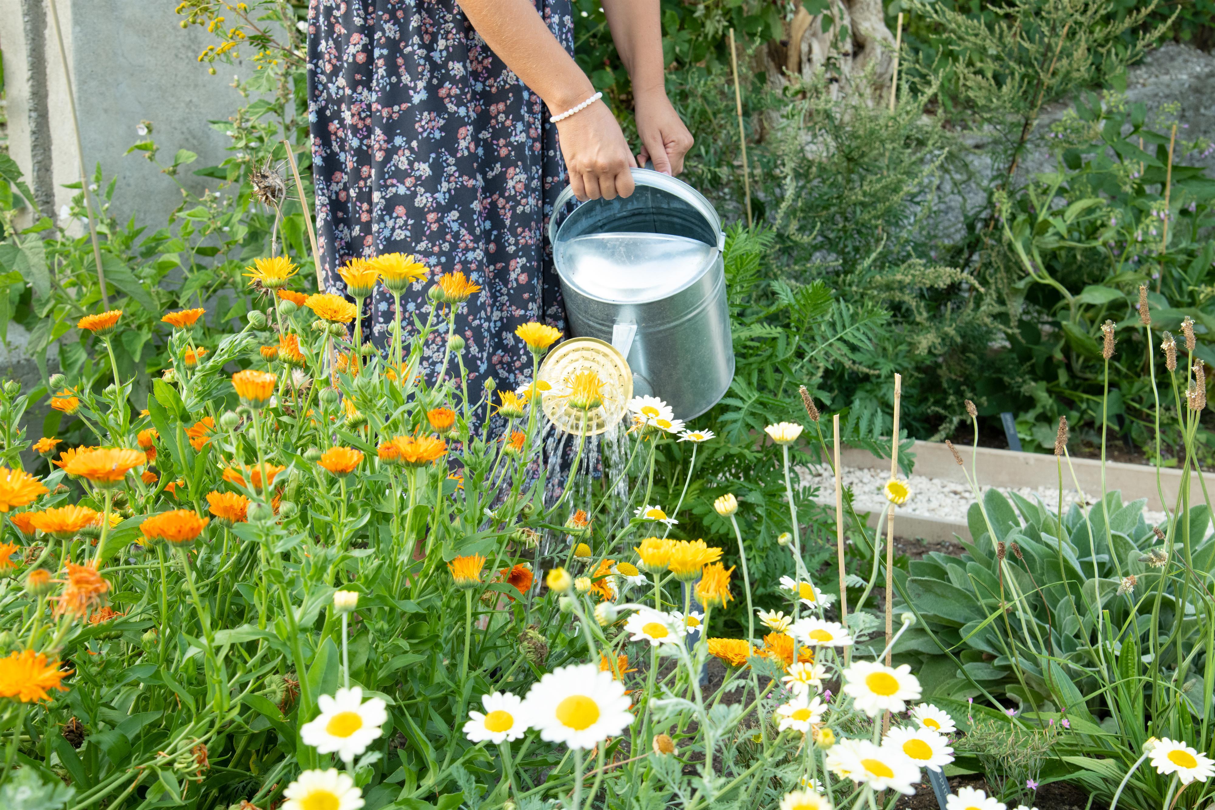 Sommer-Special: Glückskräuter Spaziergang
